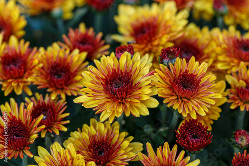 beautiful bushes of chrysanthemum flowers yellow and red colors