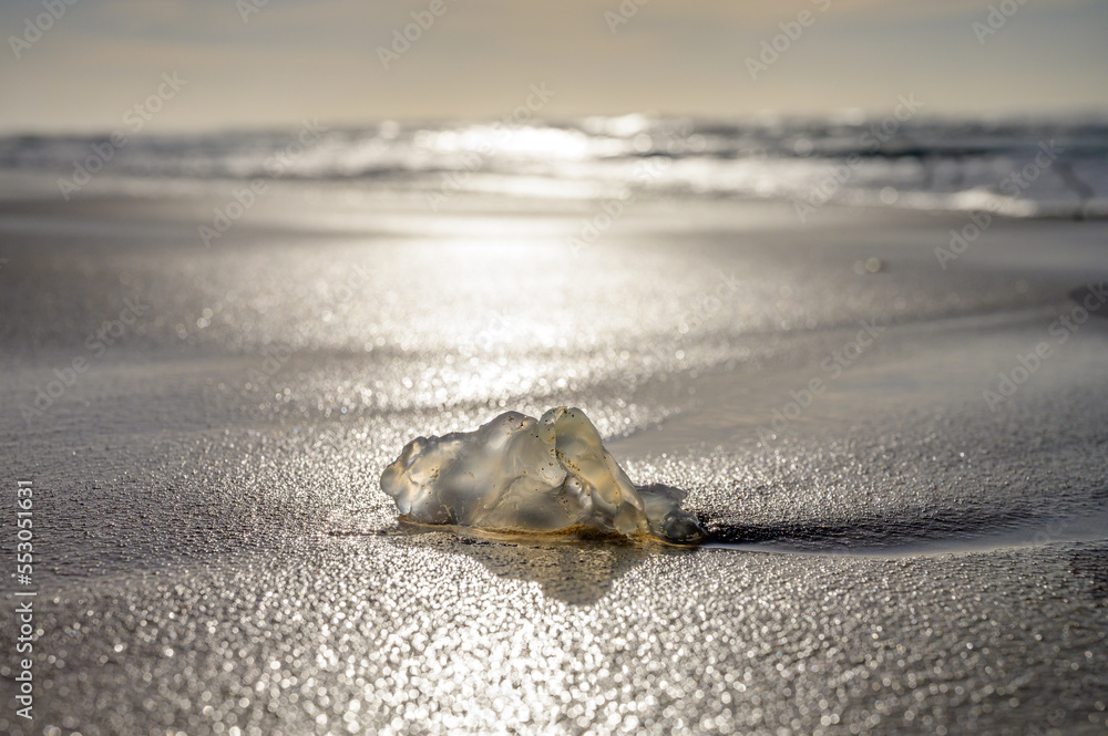 Remains of big oceanic jellyfish washed ashore on sandy beach at low tide at sunset Remains of big oceanic jellyfish washed ashore on sandy beach at low tide at sunset