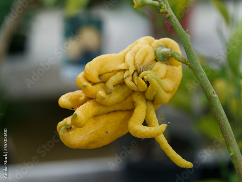 Citrus medica var. sarcodactylis, or the fingered citron, is an unusually shaped citron variety whose fruit is segmented into finger-like sections, resembling a human hand. It is called Buddha's hand. photo