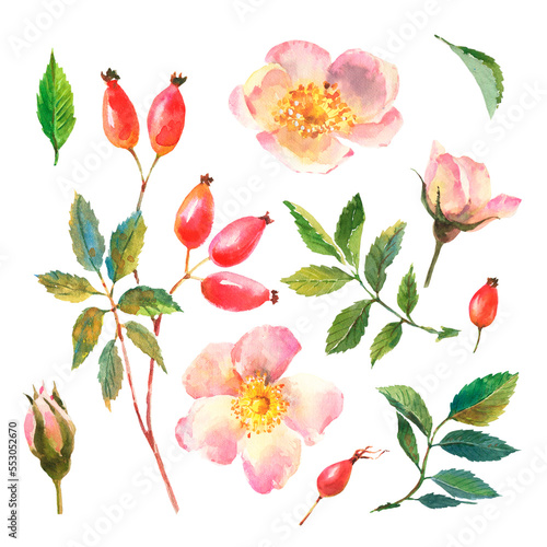 Watercolor set of dog-rose  Briar with berries  flowers and green leaves  isolated on white background.
