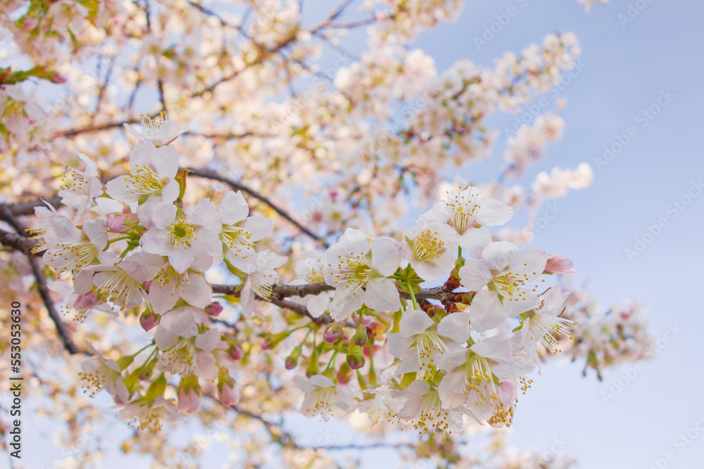 Fototapeta premium ヒマラヤザクラ（寒桜）