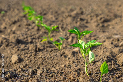 Green sprouts of pepper on the bed. Cultivation of pepper