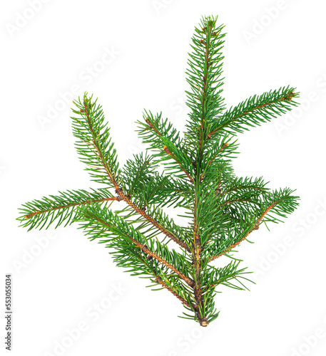 Green branch of a Christmas tree isolated on a white background.