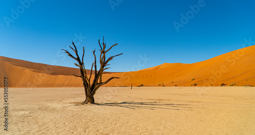 amazing desert view in Namibia with a lone tree