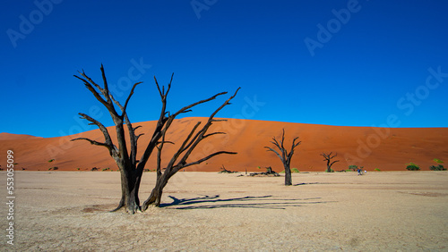 amazing desert view in Namibia with a lone tree