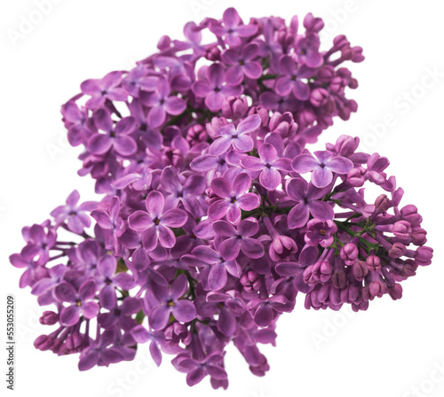 Lilac flowers isolated on white background.