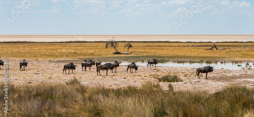 herd of wildebeest and zebras in the wild in Etosha national park in Namibia © Simona
