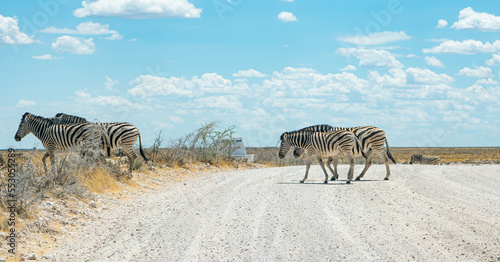 zebra crossing the road in the wild in Etosha national park in Namibia