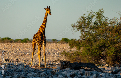 giraffe in Etosha national park in Namibia