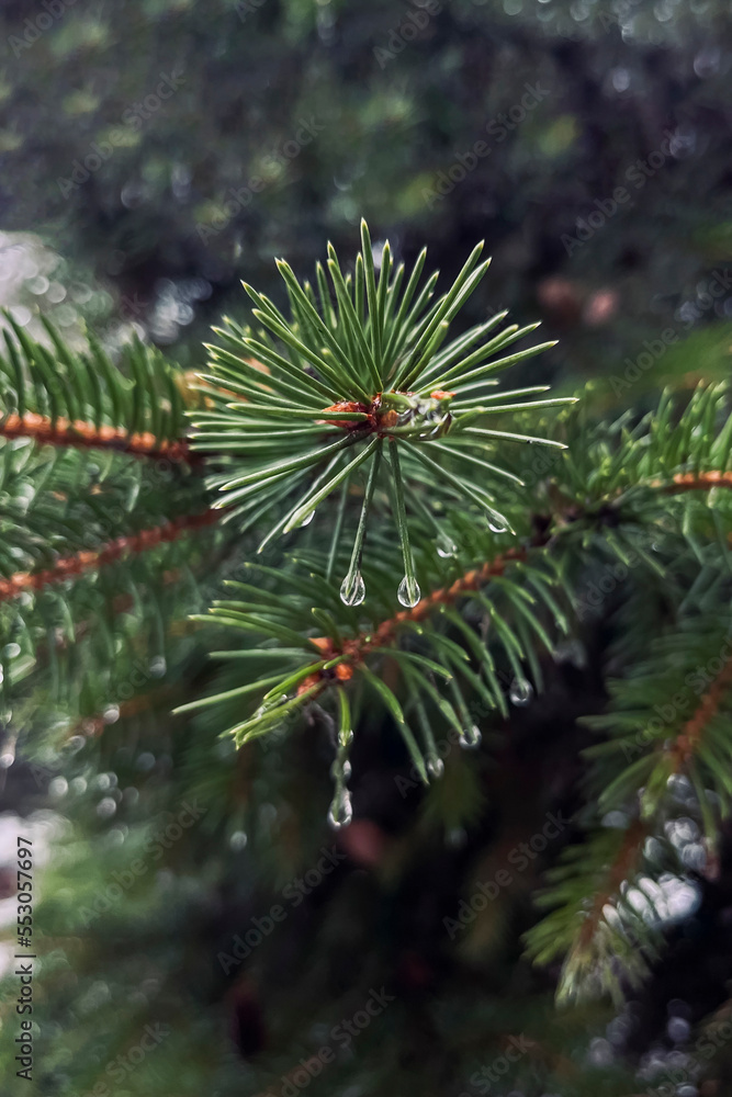 Selective focus. Raindrops on a spruce branch. A beautiful spruce branch with wet needles. Green spruce. Selective focus. Raindrops on a spruce branch. A beautiful spruce branch with wet needles. Green spruce.