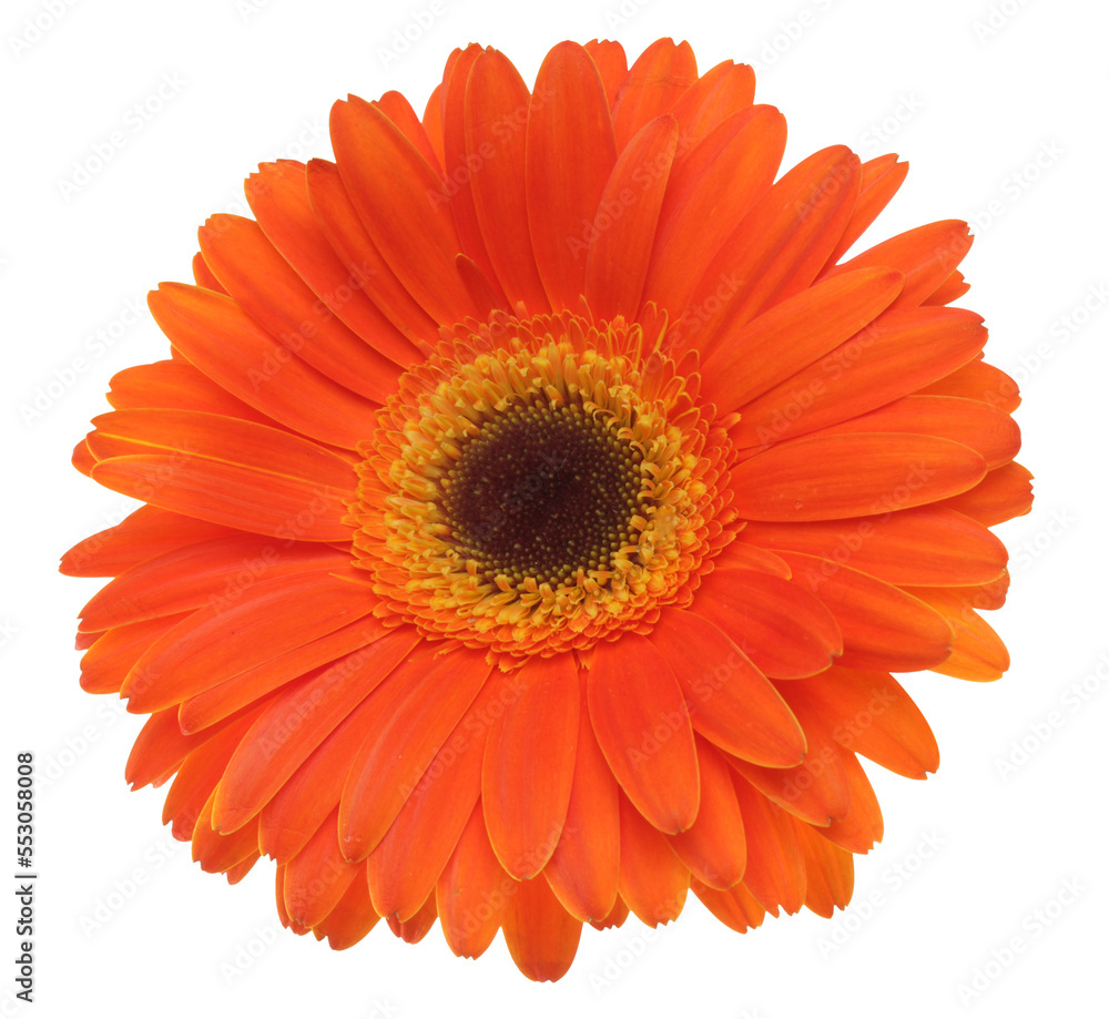 PNG close-up red gerbera flower on tranparent background. PNG close-up red gerbera flower on tranparent background.