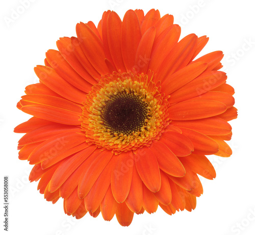 PNG close-up red gerbera flower on tranparent background.