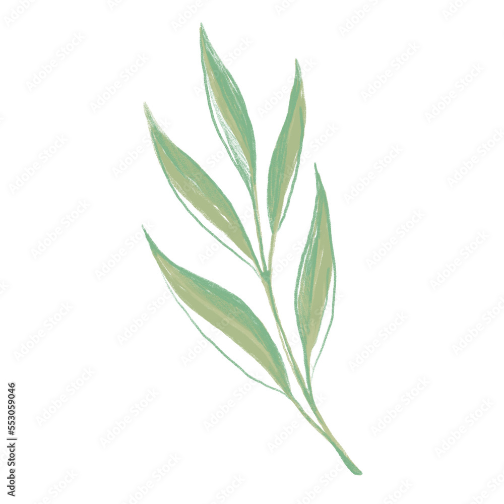 Fototapeta premium Rustic olive branch doodle for decoration design.