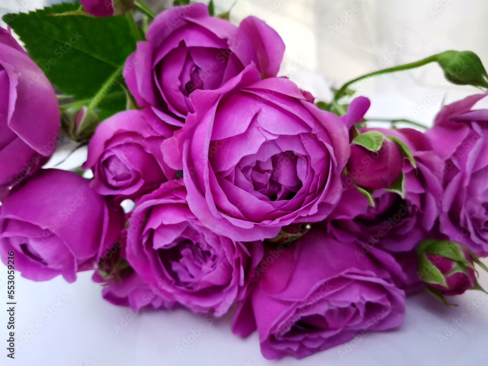 Magenta roses bouquet detail closeup Magenta roses bouquet detail closeup