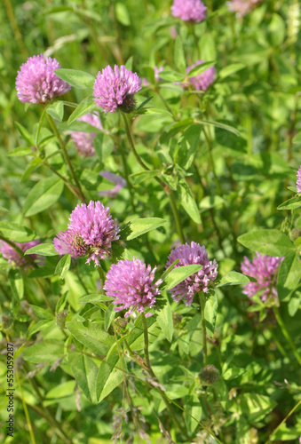 Meadow clover (Trifolium pratense) grows in the meadow among the grasses