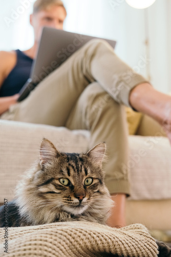 Man sits with a laptop near cat on the couch at home. Free time with technology.