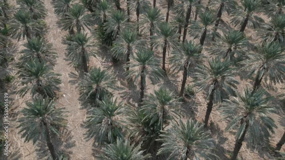 Aerial shot of palm trees plantation Aerial shot of palm trees plantation