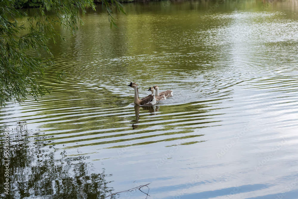 Domestic gray geese are floating on the pond Domestic gray geese are floating on the pond