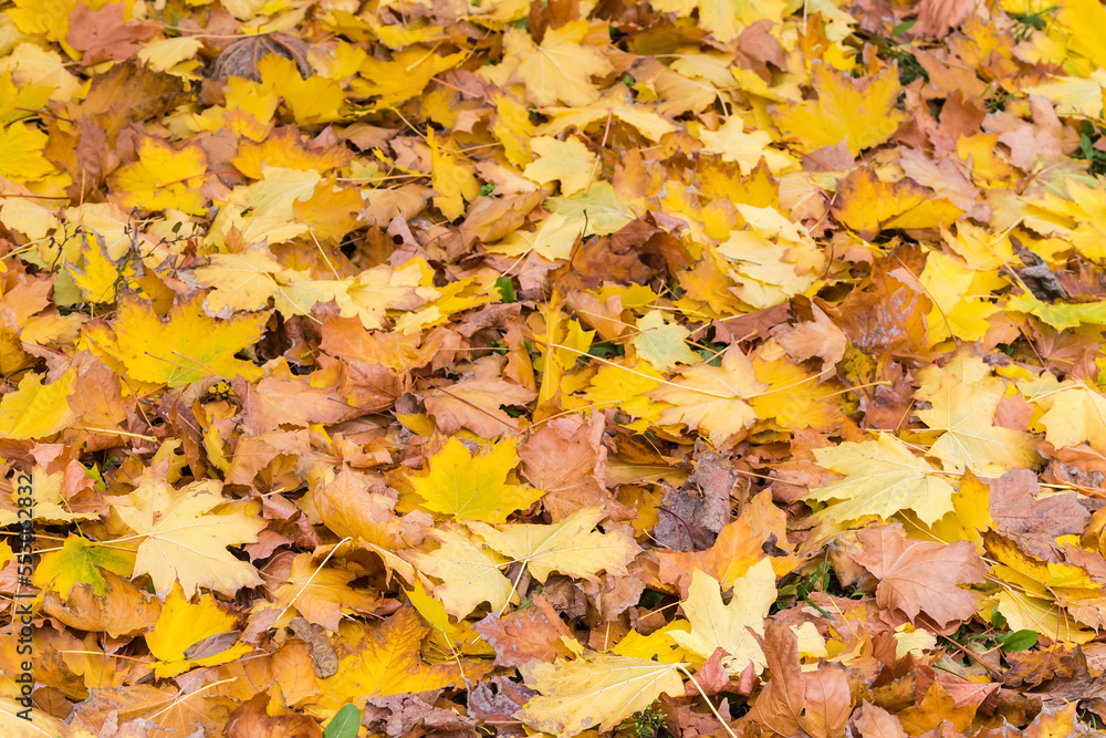 Fallen autumn maple leaves on a ground in overcast weather