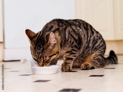 Cat with tiger style fur pattern eating food from a white bowl in a kitchen. photo