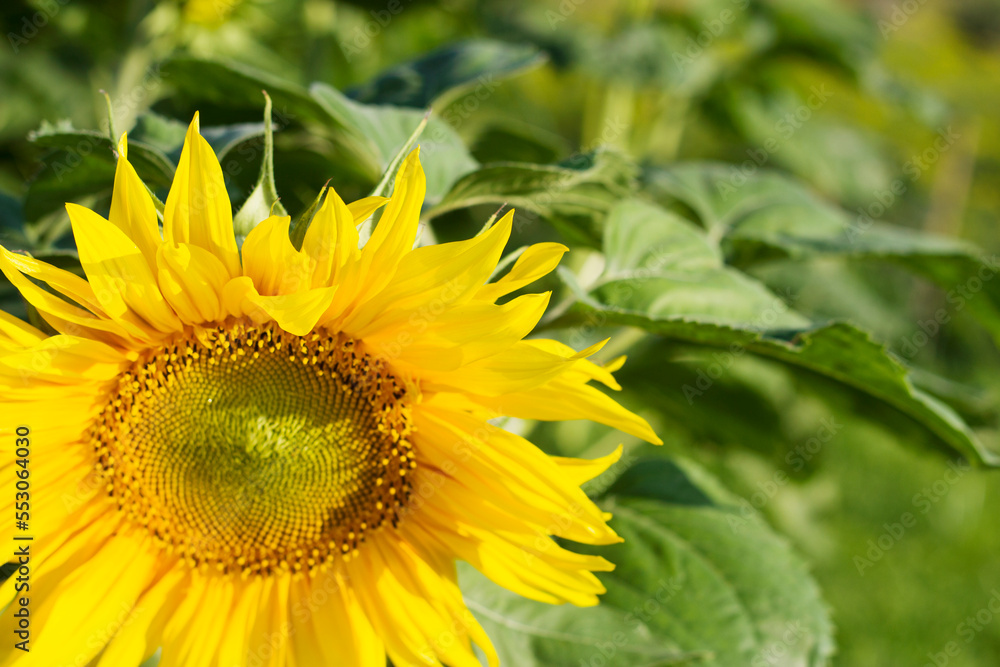 sunny close up of sunflower in the field sunny close up of sunflower in the field