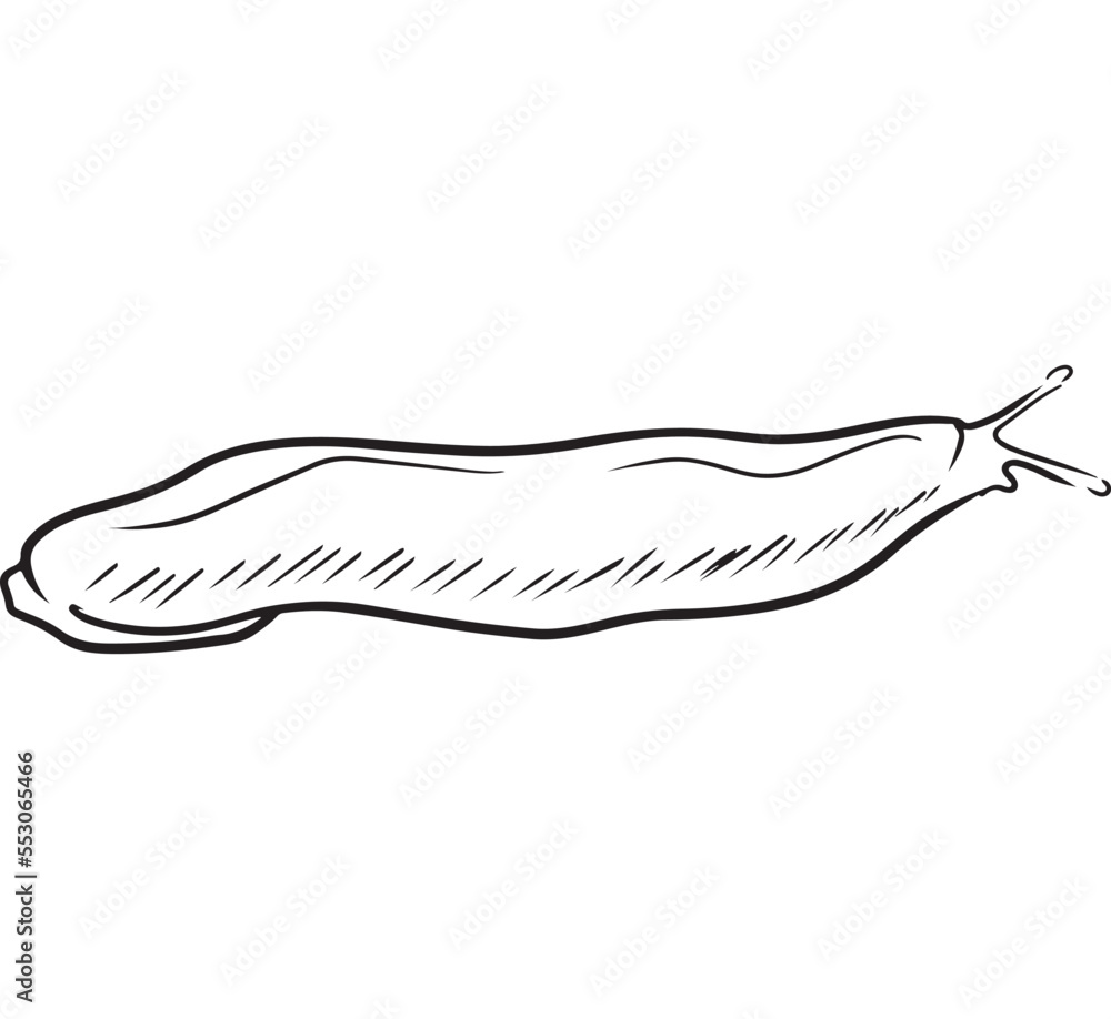 Arion rufus red slug drawing in black isolated on white background. Vector sketch hand drawn illustration in sketch doodle line, engraving engraved style. Garden pest, plants destruction, biology. Arion rufus red slug drawing in black isolated on white background. Vector sketch hand drawn illustration in sketch doodle line, engraving engraved style. Garden pest, plants destruction, biology.