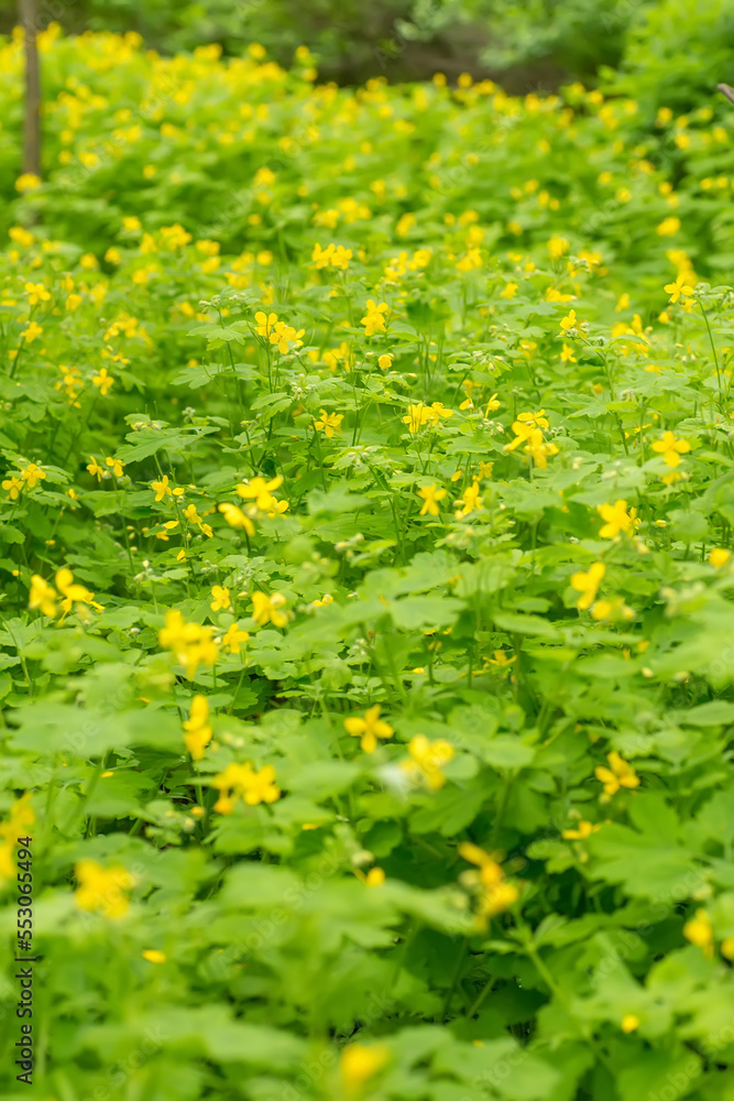 Chelidonium majus, nipplewort, swallowwort or tetterwort yellow flowers