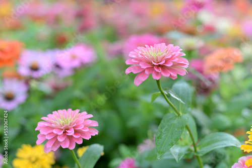 Colorful flowers are blooming fresh in the morning of spring garden.