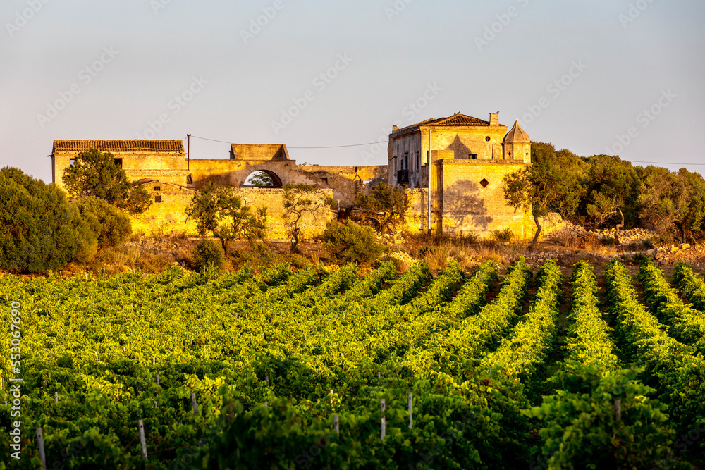 Marsala, Sicily, Italy - July 8, 2020: Vineyards and farmhouse in background in Marsala in Sicily, Italy