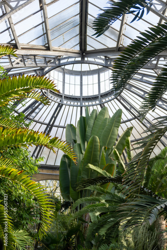 Plants in the Hortus Botanicus greenhouse  nature from around the world