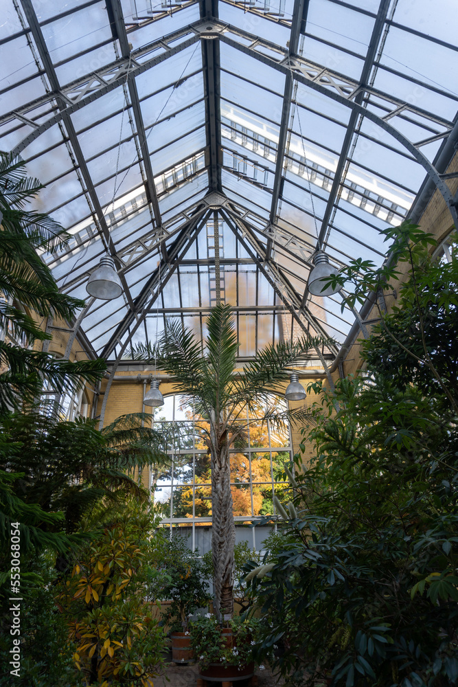 Fototapeta premium Plants in the Hortus Botanicus greenhouse, nature from around the world