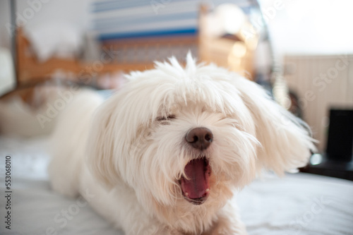 A small Maltese dog yawning on the bed sheets