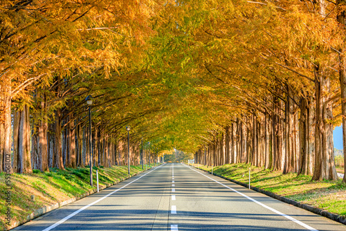                                                                         Metasequoia trees in autumn.  Makino Plateau. Shiga Prefecture  Takashima city.