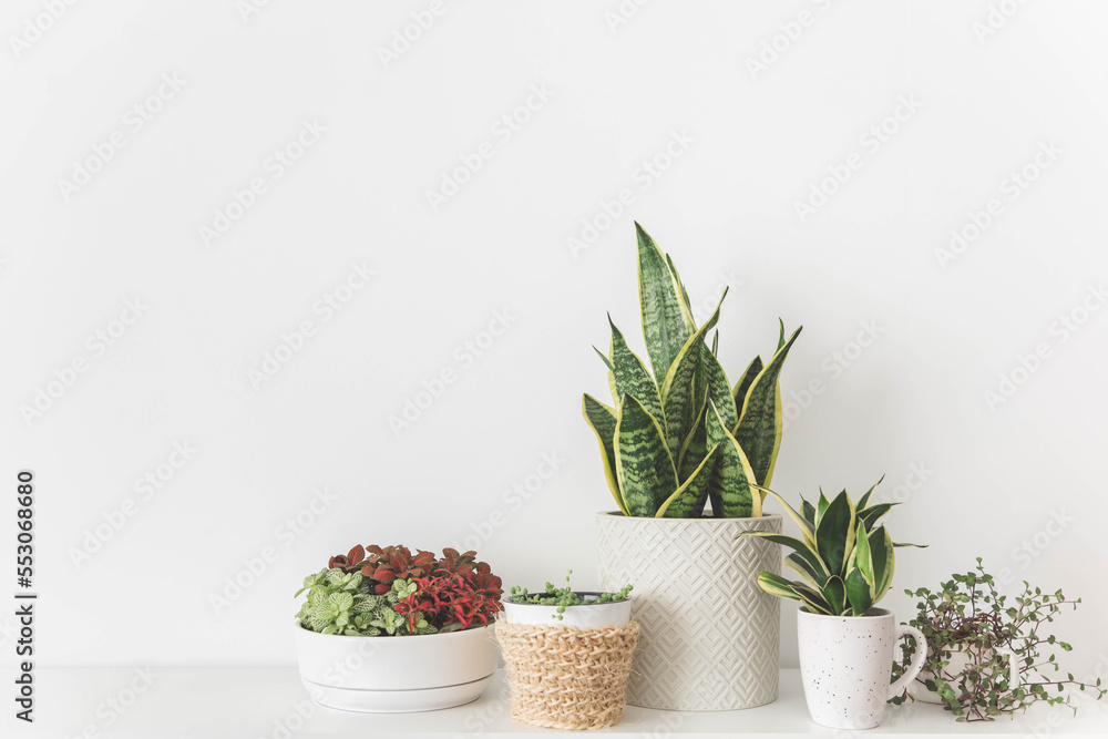 Сopy space with decorative potted plants in eco friendly straw basket Сopy space with decorative potted plants in eco friendly straw basket