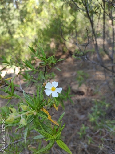 Flor en los montes de Canarias