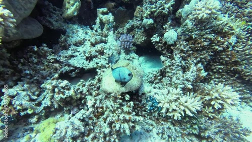 Wallpaper Mural Small fish protects its clutch in the coral reef copy space Torontodigital.ca