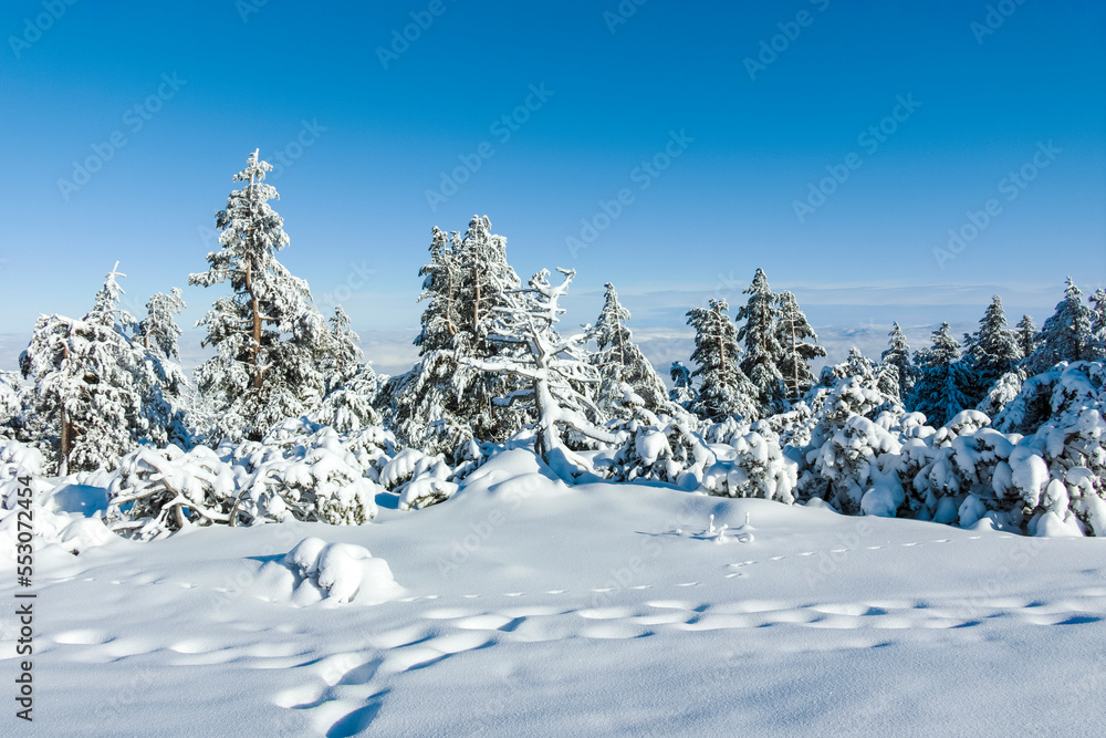 Winter landscape of Vitosha Mountain, Bulgaria Winter landscape of Vitosha Mountain, Bulgaria