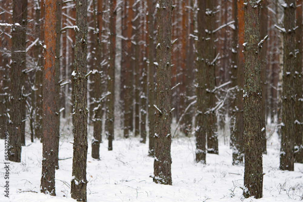 Winter scenery with pine forest covered with white snow. Selective focus. Winter scenery with pine forest covered with white snow. Selective focus.