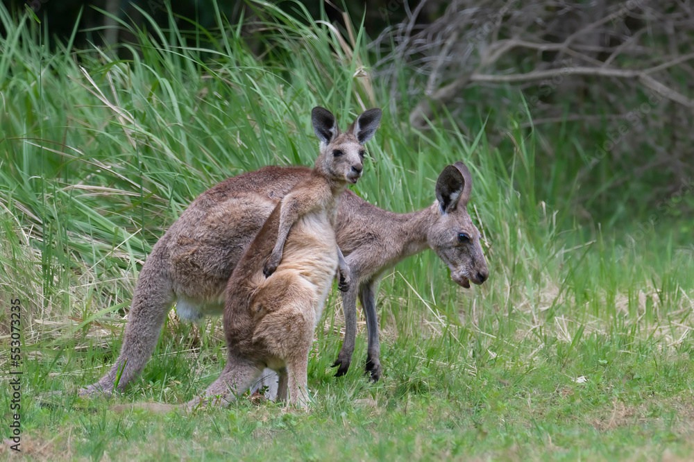 The kangaroo along with the koala are symbols of Australia. Kangaroos are indigenous to Australia and New Guinea. A large male can be 2 m (6 ft 7 in) tall and weigh 90 kg (200 lb). The kangaroo along with the koala are symbols of Australia. Kangaroos are indigenous to Australia and New Guinea. A large male can be 2 m (6 ft 7 in) tall and weigh 90 kg (200 lb).