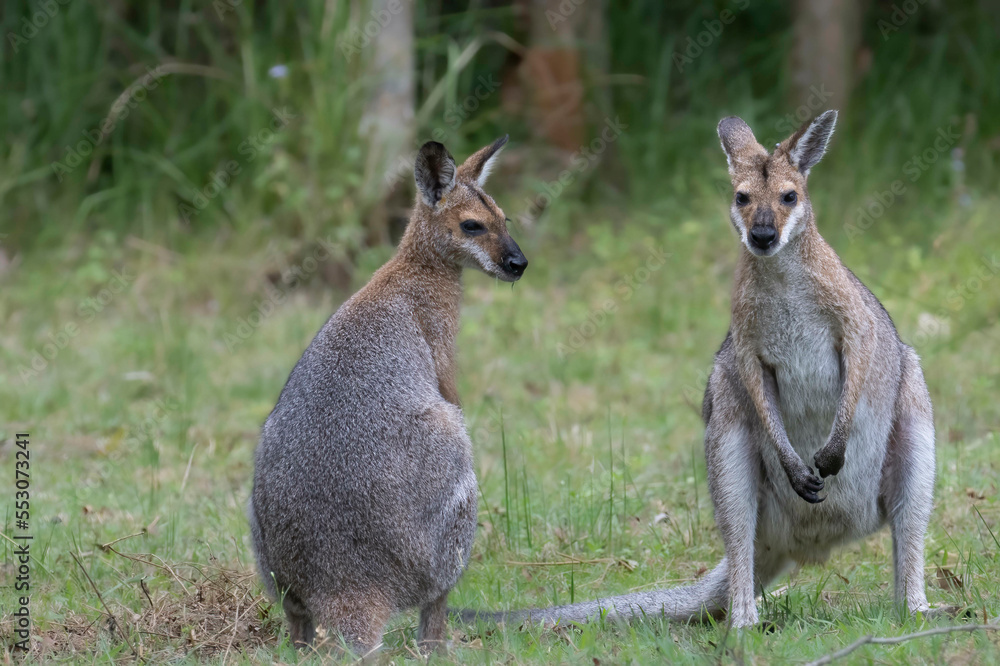 wallaby with white stripe on face wallaby with white stripe on face