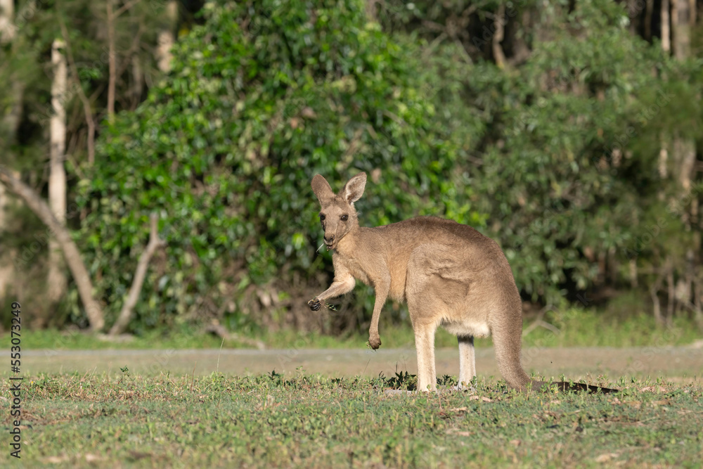 The kangaroo along with the koala are symbols of Australia. Kangaroos are indigenous to Australia and New Guinea. A large male can be 2 m (6 ft 7 in) tall and weigh 90 kg (200 lb). The kangaroo along with the koala are symbols of Australia. Kangaroos are indigenous to Australia and New Guinea. A large male can be 2 m (6 ft 7 in) tall and weigh 90 kg (200 lb).