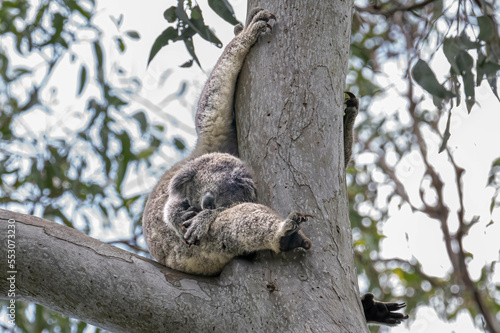 koala with baby or joey. The koala, or koala bear, is an arboreal herbivorous marsupial native to Australia.