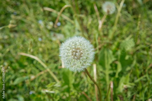 beuatiful blowing dandolion in dark green grass in springtime .Macro shot with a well-defined depth of field  White dandelion  wildflowers  botany . close up to the dandelion flower seedhead .