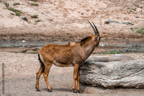 Side view of roan antelope standing by rock at San Diego Safari Park photo