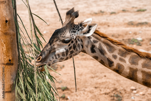 Closeup of giraffe eating leaves of tree at San Diego Safari Park photo