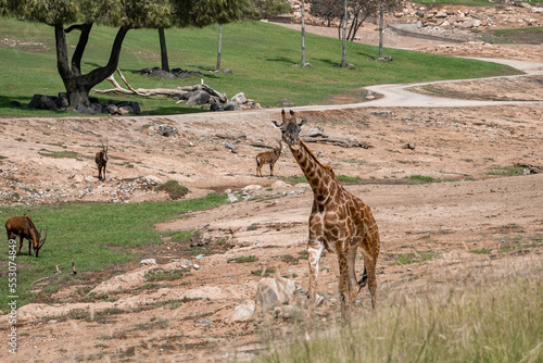 Canvas Print Giraffe walking on field while roan antelopes in background at San Diego Safari