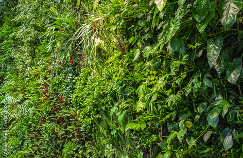 Beautiful nature background of vertical garden with tropical green leaf. Green wall of different plants in the interior