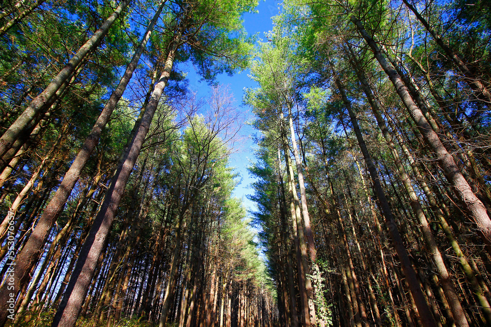 Fototapeta premium Tall Pines Area, Walnut Woods Metro Park, Groveport, Ohio