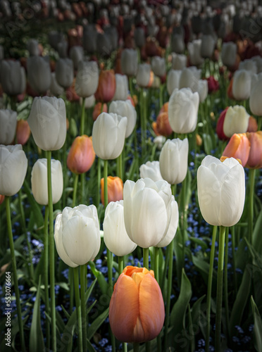 Delicate Spring flowering tulips in bloom