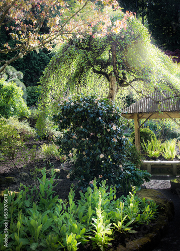 Japanese Garden foliage simple calming beauty